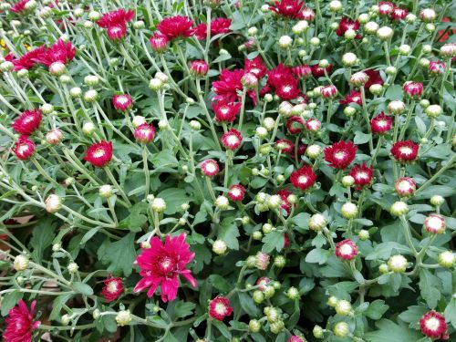 Pink Flower Garden Background