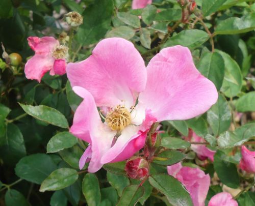 Pink Flower In Bloom