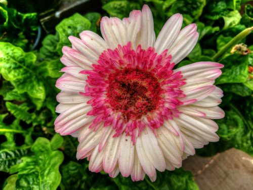 Pink Flower In Full Bloom