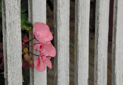 Pink Flower White Fence