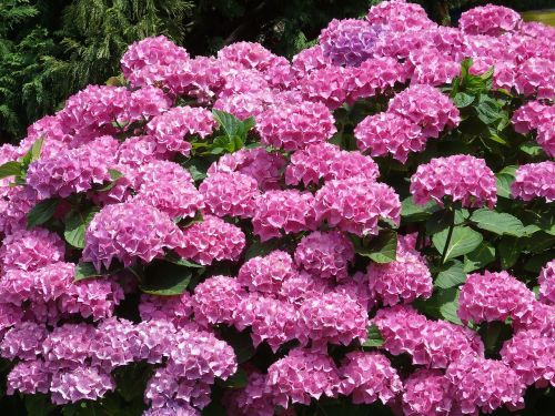 pink-flowered nature shrub