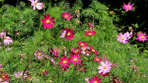 pink flowers flowers pink