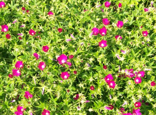 Pink Flowers