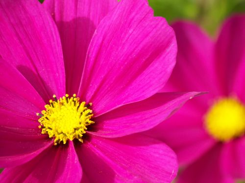 Pink Flowers