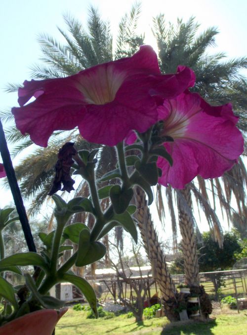 Pink Flowers