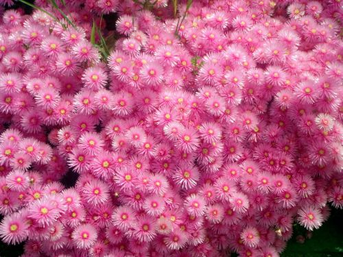 Pink Flowers