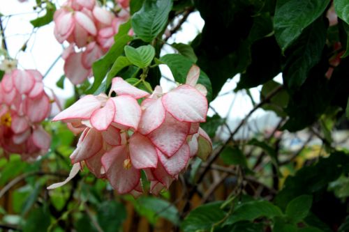 Pink Flowers