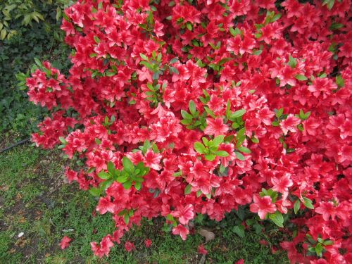 pink flowers shrub garden