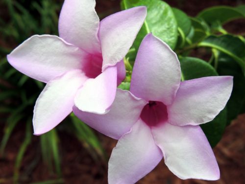 Pink Flowers