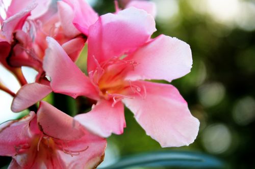 Pink Flowers