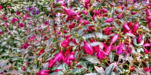 Pink Flowers