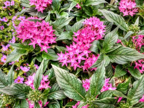 Pink Flowers