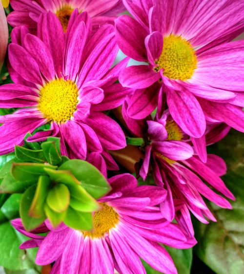 Pink Flowers