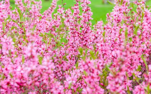 Pink Flowers