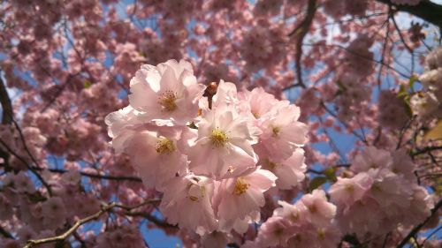 pink flowers cherry trees spring