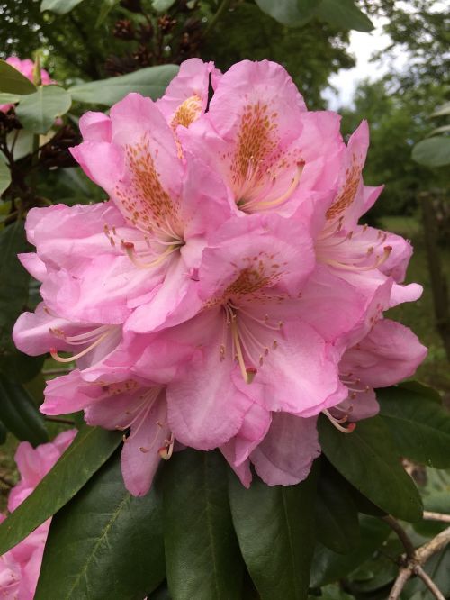 pink flowers floral nature