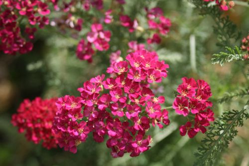 Pink Flowers