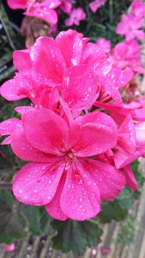 pink flowers nature morning dew