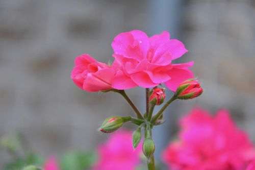 pink flowers geranium garden