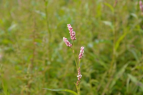 pink flowers high grass nature