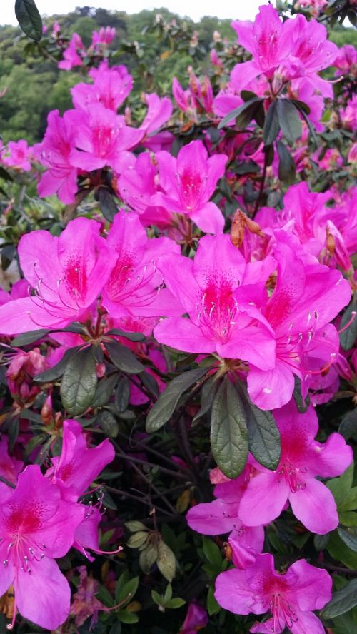 pink flowers floral spring