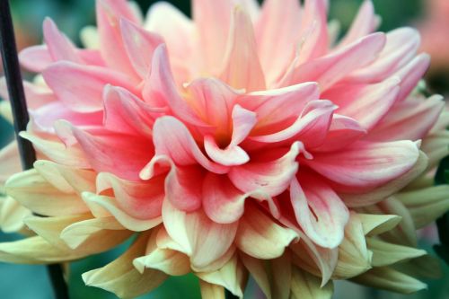 pink flowers plant close