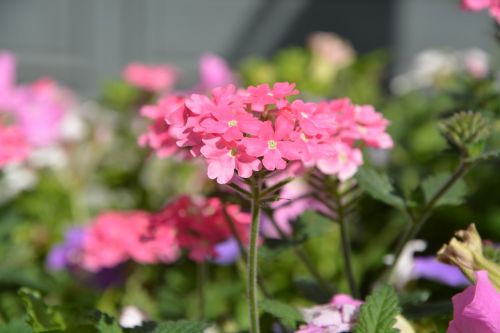 pink flowers plants nature