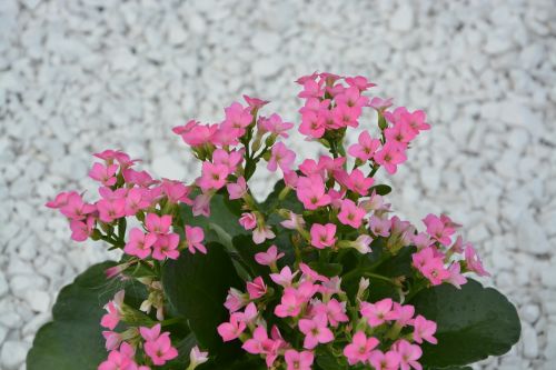 pink flowers green leaves nature