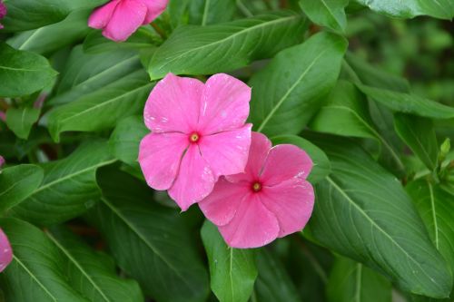 pink flowers green foliage flowering