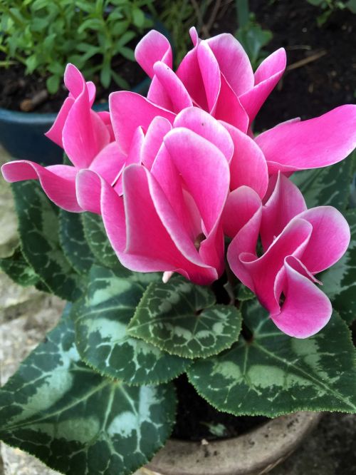 pink flowers pot plant garden