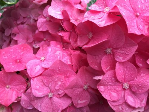 pink flowers background pink