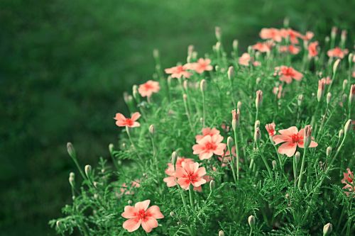 pink flowers garden flowers meadow