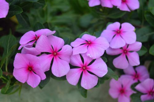 pink flowers fall flowers flowers