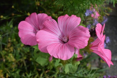 pink flowers garden flower