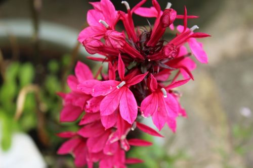 pink flowers bloom blooming