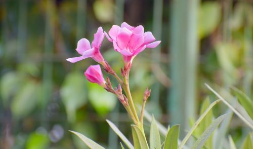 pink flowers bloom blossom