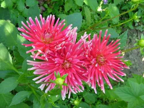 pink flowers dahlia rose flowering