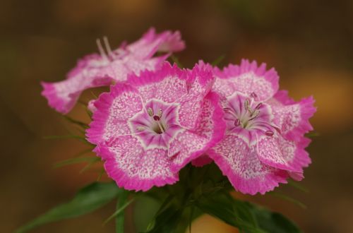 pink flowers carnations flower mottled