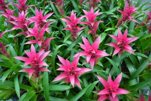 pink flowers flowers floral