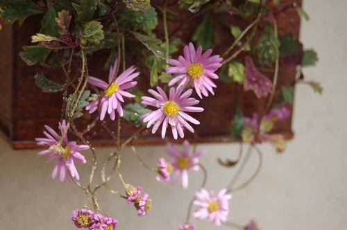 pink flowers  summer  bloom