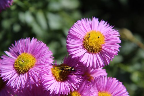 pink flowers  flowering  beetle golden