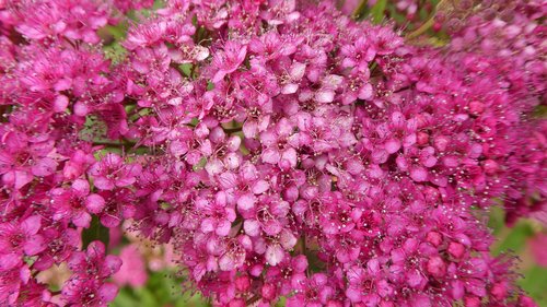 pink flowers  bush  spring