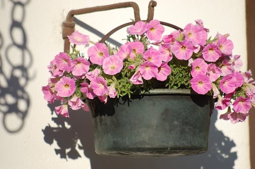 pink flowers  bloom  petals