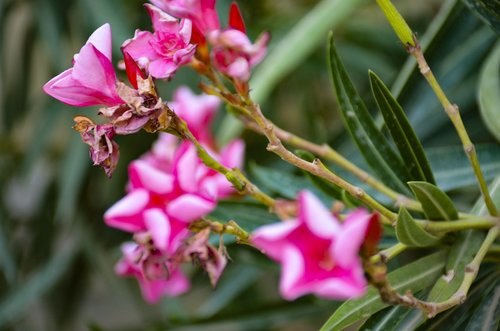 pink flowers  close up  pink