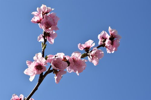 pink flowers  spring  branch