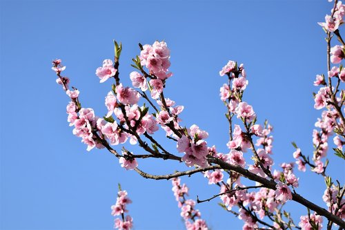 pink flowers  spring  branch