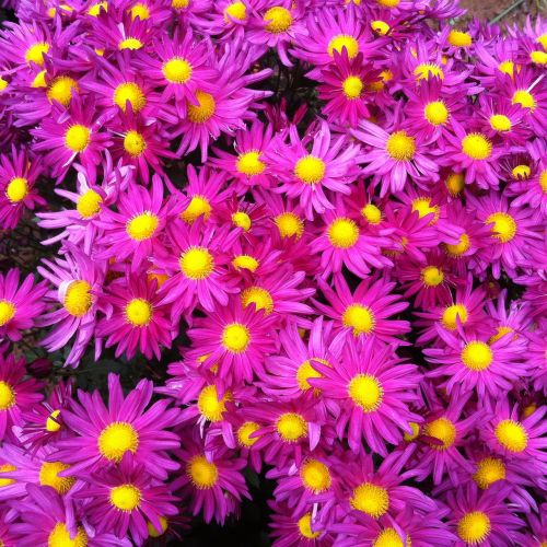 pink flowers yellow flower chrysanthemum