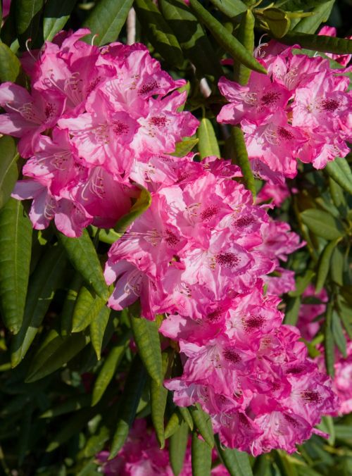 Pink Flowers Background