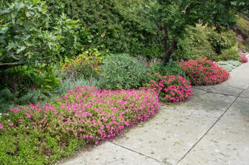 Pink Flowers In Garden