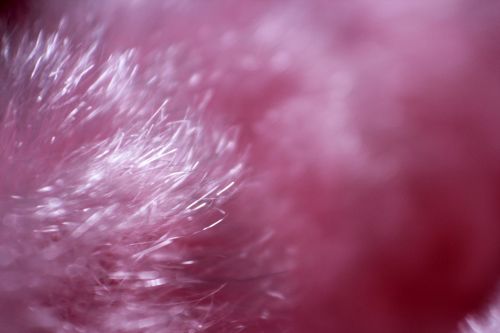 Pink Fur Background 3